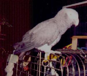 photo of an african grey parrot