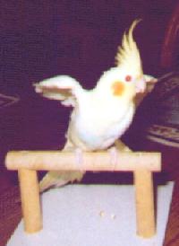 picture of a lutino cockatiel
