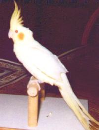 photo of a white and yellow cockatiel