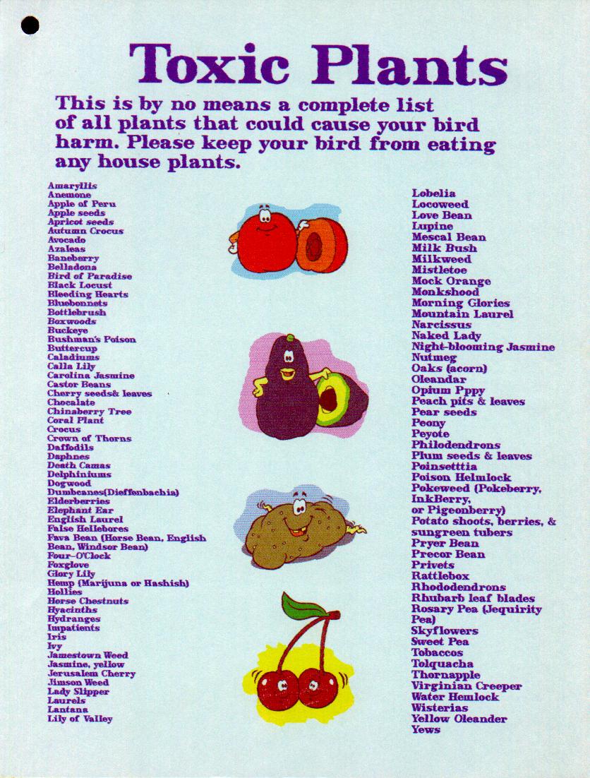 cookbookpage 1