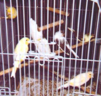 Five various female canaries