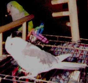 photo of a white and grey cockatiel, and a small green and grey parrot