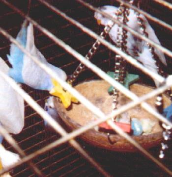 My three new parakeets