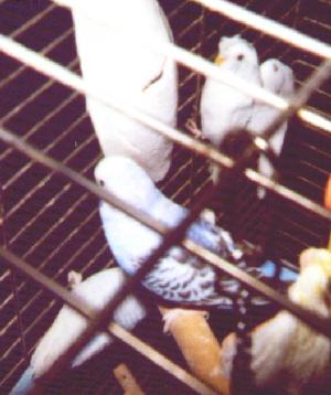 My three new parakeets