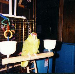 redheaded green bird on a perch