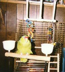 redheaded green bird on a perch
