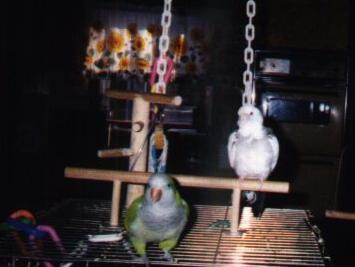 white faced cockatiel and a quaker parrot