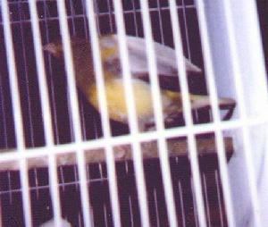 My canary Petey in his cage