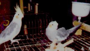 photo of two grey cockatiels