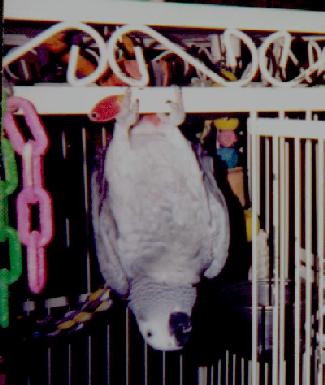 african grey parrot hanging upside down