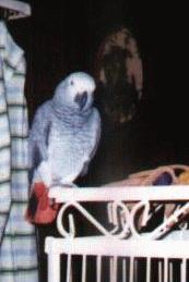 african grey parrot
