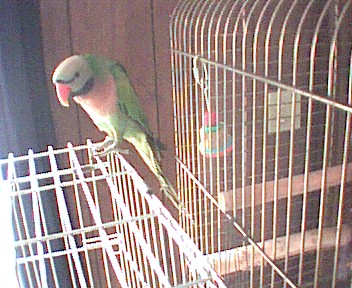 Stash on the tiel cage