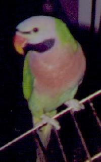 picture of a mustache parakeet standing by a redheaded amazon