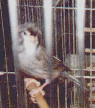 My canary Sweetie in his cage