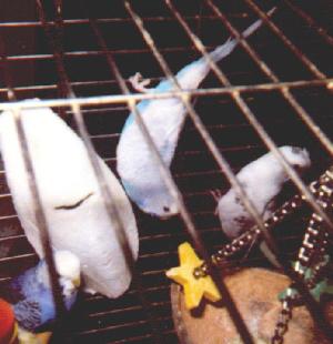 My three new parakeets