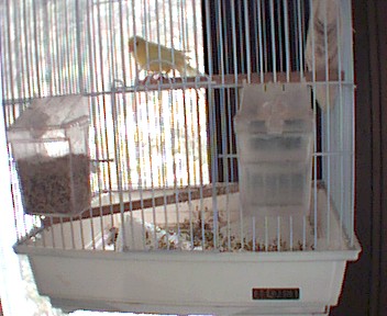 My canary Tweety in his cage