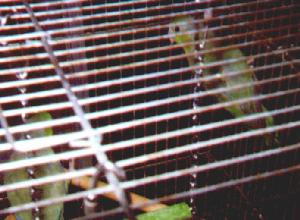 picture of a two parrotlets in a cage
